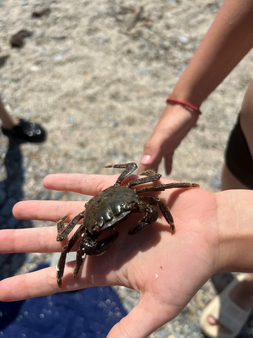 Фото Гостевого дома Парус Головинка 46