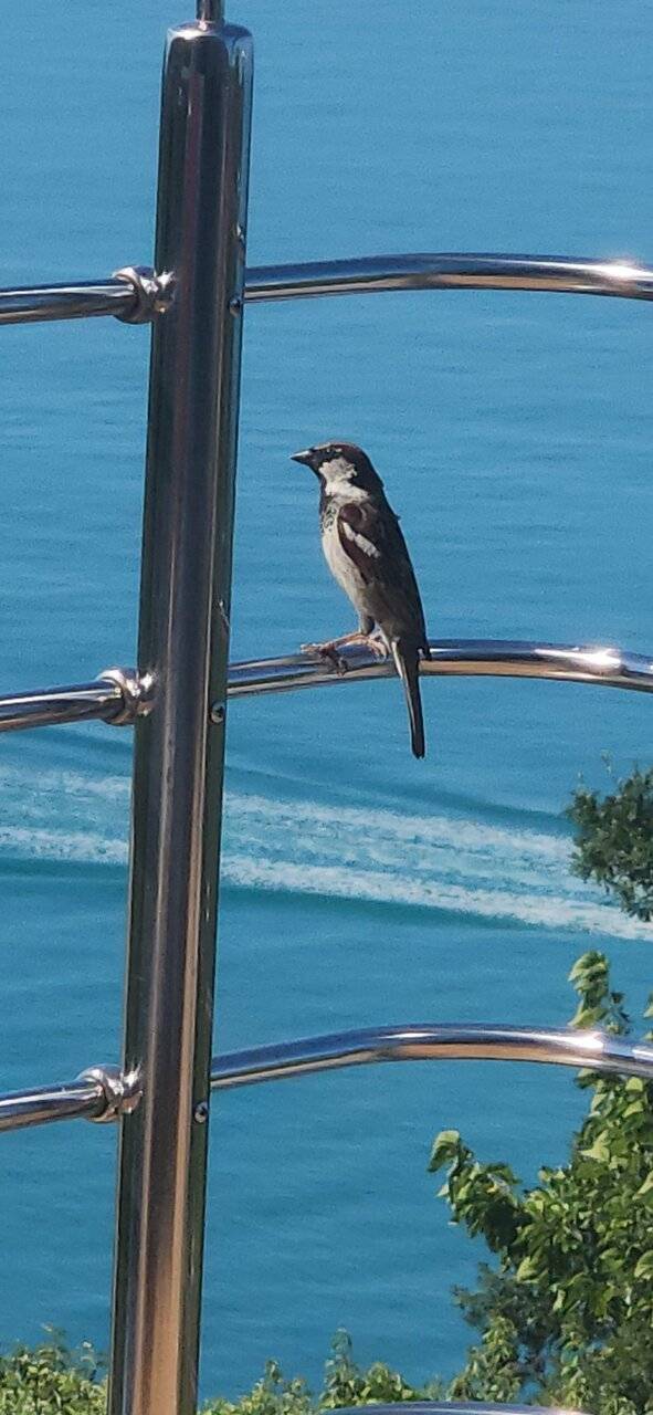 Фото Гостевого дома Парус Головинка 40