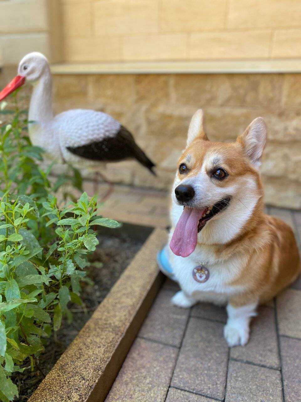 Фото Гостевого дома Парус Головинка 67